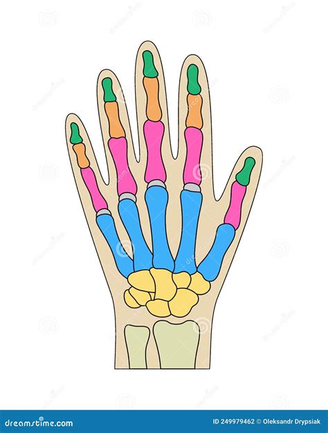 Diagrama De Huesos De La Mano