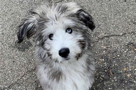 Husky Poodle Mix: What To Know Before Getting A Poosky