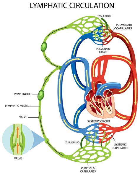Lymphatic System Process 的图像结果