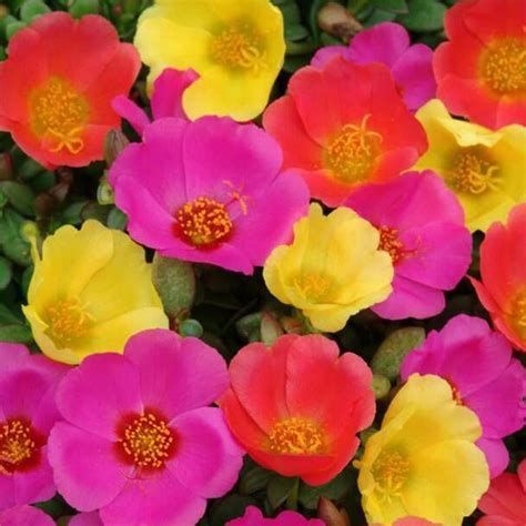 Kraft Seeds Flower Seeds : Purslane Seeds Plant Seeds Plant Seeds - Eco ...