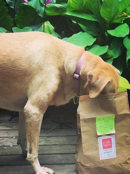 Street Dog Feeding Program: Help Feed Community Dogs