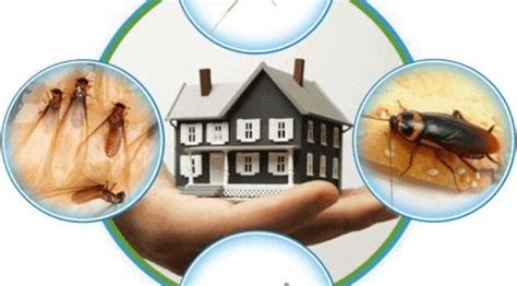 Your Home, Your Rules – Keep Pests Out Naturally - Inzila Pest Control ...