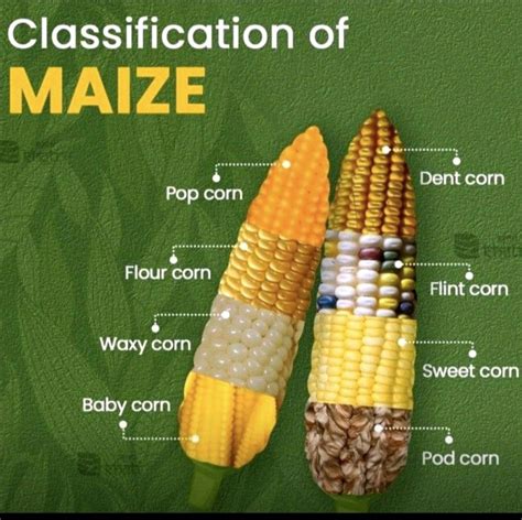 🌽Maize Classification🌽 🌽Dent Corn: Widely cultivated maize with dented ...