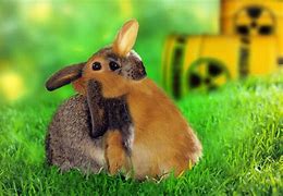 Image result for Easy Easter Bunny Costume Ideas Designs
