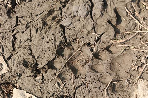 Tiger attack sparks panic in Sundarbans Jharkhali