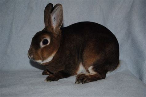 Image result for Mini Rex Varieties