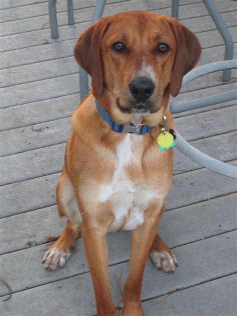 Redbone Coonhound Breed Guide - Learn about the Redbone Coonhound.