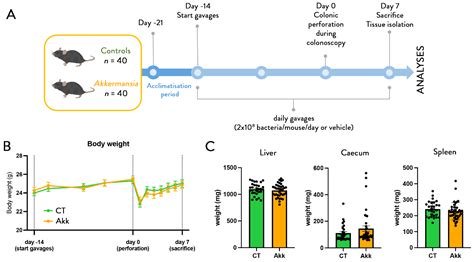 Akkermansia muciniphila Reduces Peritonitis and Improves Intestinal ...
