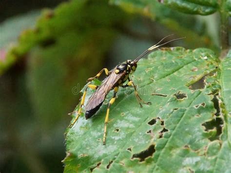 566 Parasitoid Insects Stock Photos - Free & Royalty-Free Stock Photos from Dreamstime