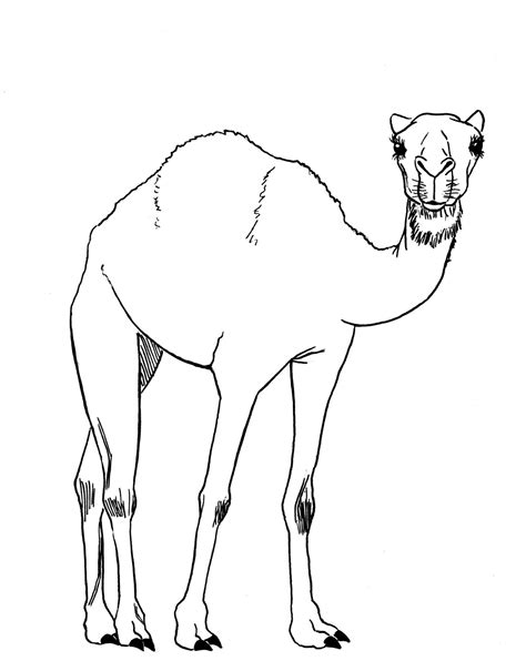 Cute Camel Drawing at GetDrawings | Free download