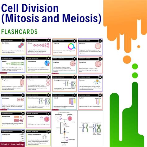 Image result for Cell Division Process
