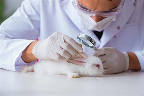 Rabbit Ear Mites: 4 Signs to Watch For and How to Treat It - Every ...