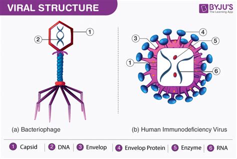 Basic Virus Structure 的图像结果