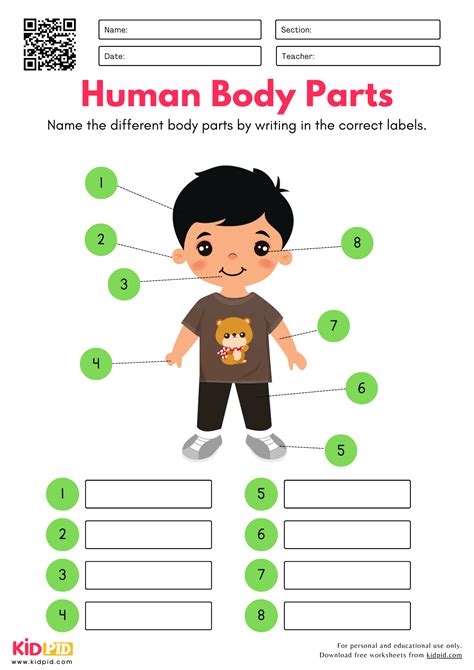 Label The Human Body Parts Worksheet - Kidpid