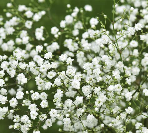 9 Best Tiny Flowers for Your Garden