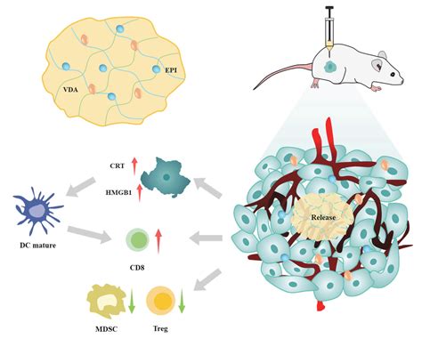 Vascular Disruptive Hydrogel Platform for Enhanced Chemotherapy and ...
