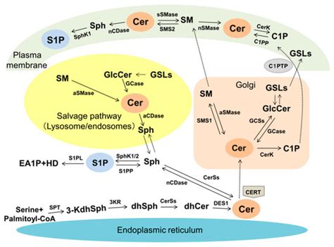 A Rheostat of Ceramide and Sphingosine-1-Phosphate as a Determinant of ...