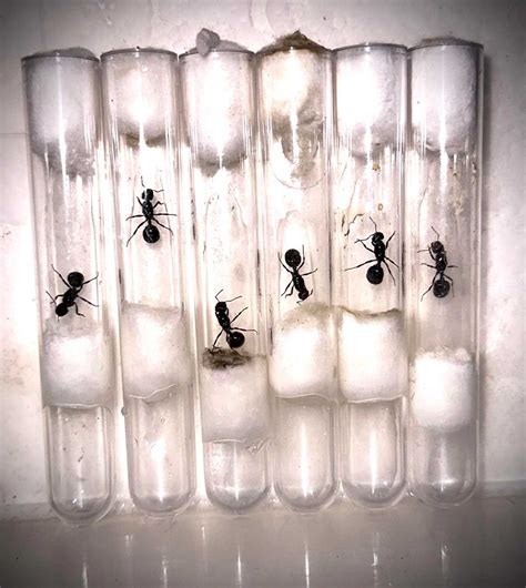 Messor barbarus - Spanish Harvester Ant Queen | Bugnut Limited