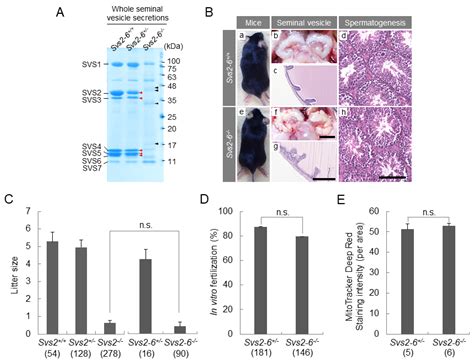 Deletion of a Seminal Gene Cluster Reinforces a Crucial Role of SVS2 in ...