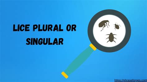 Is Lice Plural or Singular? - Phrase Forges