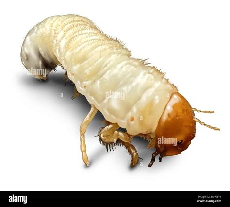 Beetle Larva Closeup as a grub of scarab beetles insects as lawn ...