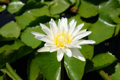 White Lotus Flower Gallery 16,990 Lotus Flower Top View Images, Stock