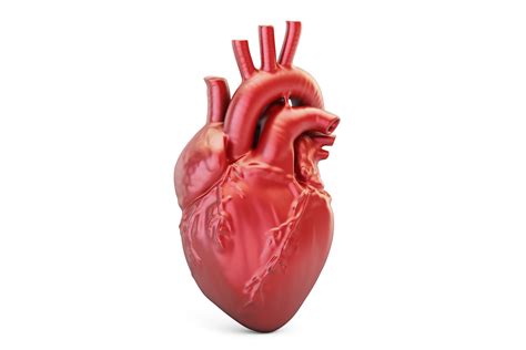 SHAHARAZON by LeafLight Studios - weight of heart in human body