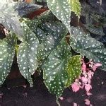 Begonia coccinea