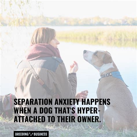 Image result for Dog Separation Anxiety Problem