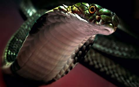Do You Know? Snakes with Two Heads and Other Strange Facts...