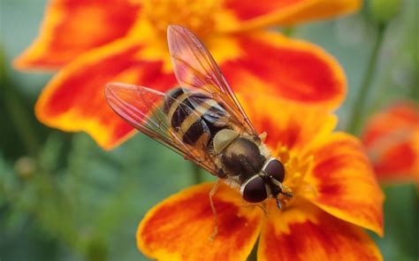 flower fly Galena, Alaska.jpeg | FWS.gov
