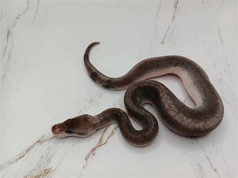 Image result for Ball Python Clutch