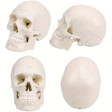 Local Warehouse- Smooth Molding, Educational Tool, Biology Teachers ...