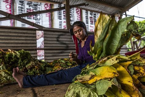 5 Manfaat Tembakau yang Perlu Diketahui Masyarakat
