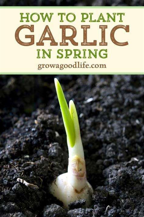 Image result for Planting Spring Garlic