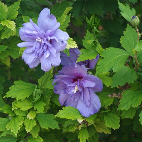 3-N-1 Cocktail Smoothie™ Rose of Sharon | Plant Addicts