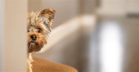 Why Is My Dog Scared Of The Clicker at Austin George blog