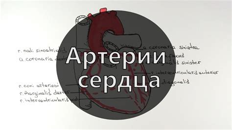 Умный Медик [УМ] - Артерии сердца | Строение сердца - YouTube