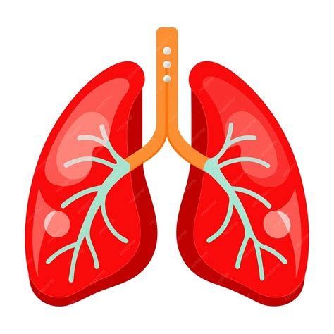 A red lungs clip art and Vector Design With a White Background ...