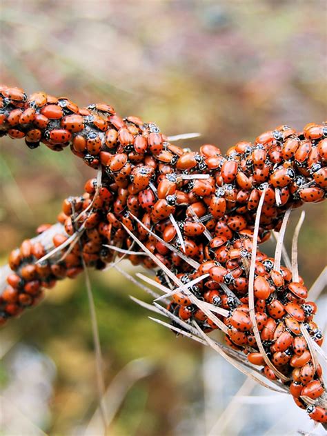 Orange What Do Ladybugs Eat