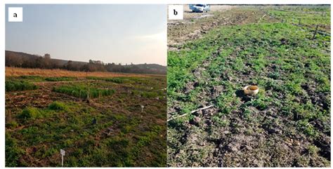 Carbon Input and Maize Productivity as Influenced by Tillage, Crop ...