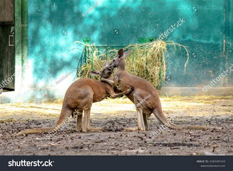 Kangaroos Phylum Spinal Cord Animals Class Stock Photo 2165187143 | Shutterstock
