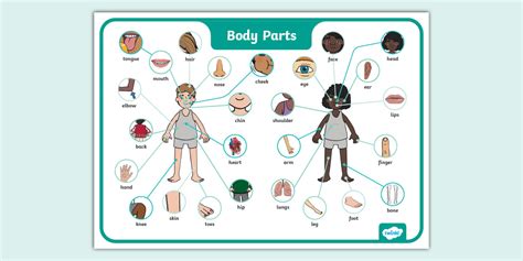 Body Parts Word Mat (teacher made) - Twinkl
