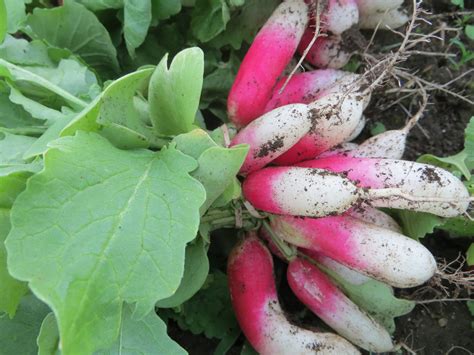 Rural Vermont | Advocacy supporting community-scale agriculture in Vermont.