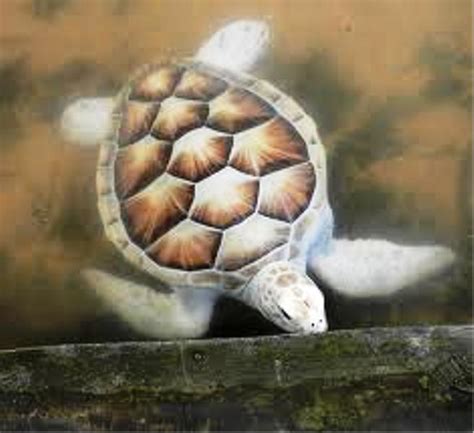 Turtle Hutchery