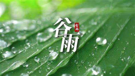 【二十四节气】暮春雨，万物生。谷雨，是春季的最后一个节气_凤凰网视频_凤凰网