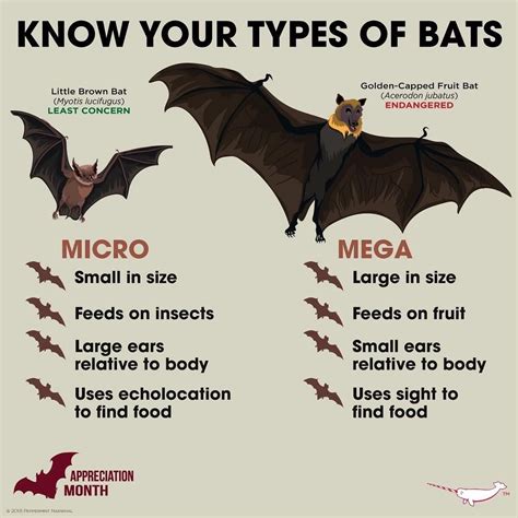 Peppermint Narwhal Creative on Instagram: “#batappreciationmonth #bat #fruitbat #littlebrownbat ...