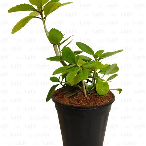 Patharchatta | Bryophyllum Pinnatum | Stone Kidney - Plant – Lalit ...