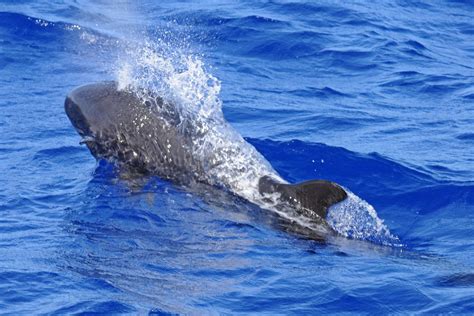 False killer whale - Whale & Dolphin Conservation USA