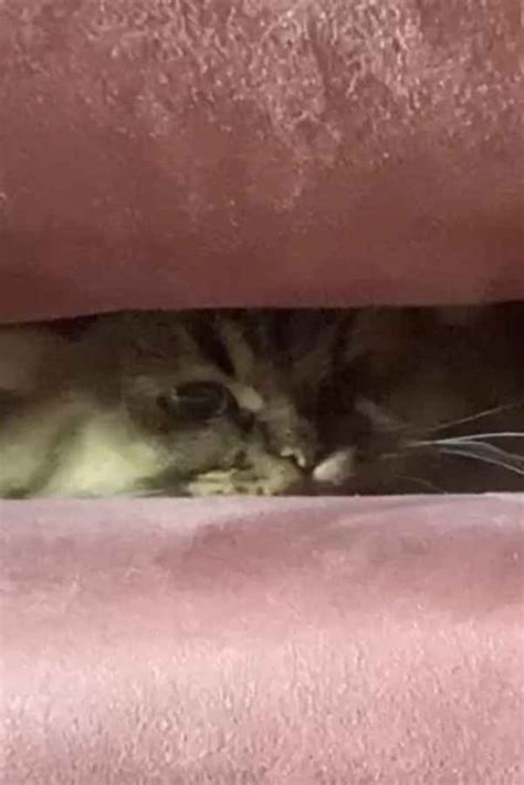 A Cat's Ascend To Claustrophobic Tranquility Movie (2022) | Release ...